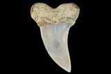 Mako Shark Tooth Fossil - Sharktooth Hill, CA #94722-1